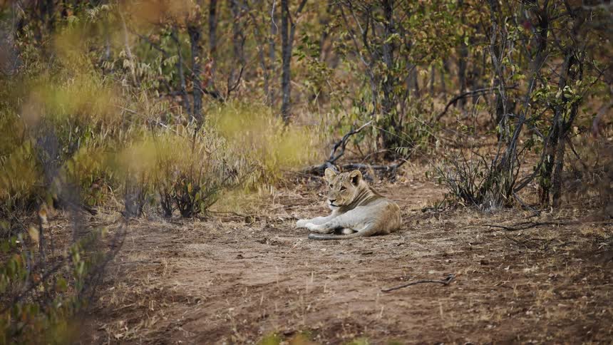 Lioness lying among the trees in the jungle