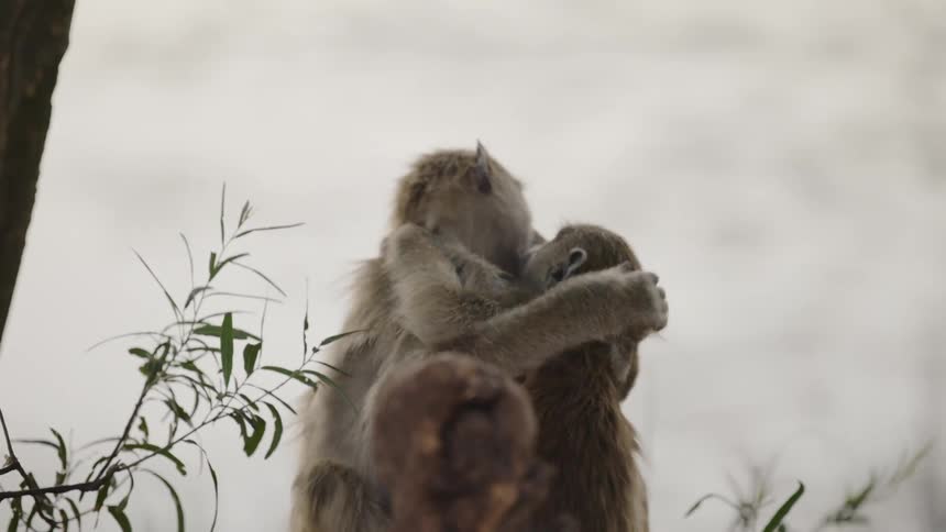 Two baboons are hugging