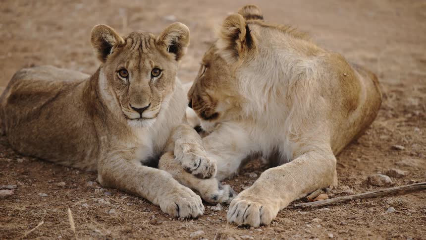 Two lions rest together