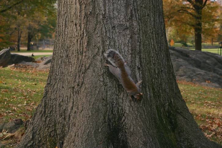 Two squirrels are crawling down the tree