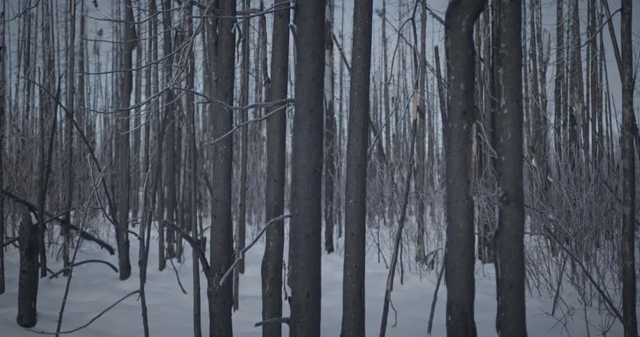 A forest with dry trees during winter
