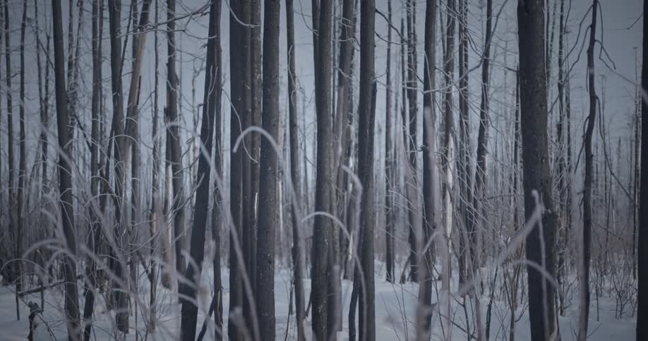 Panorama of a leafless forest covered in snow