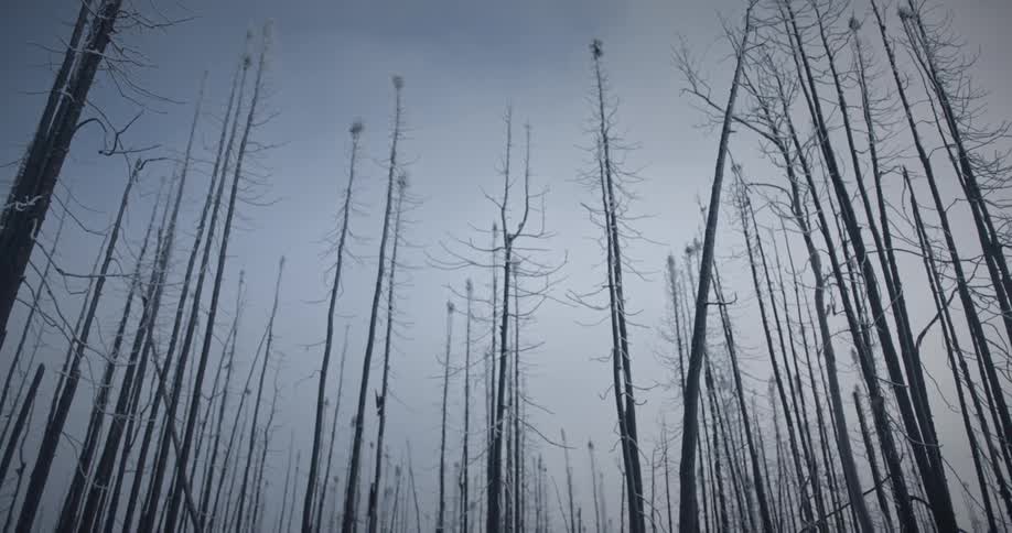 View of long leafless trees on a cloudy day in winter