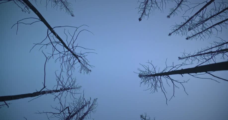 A forest is full of tall but leafless trees under a gray winter sky