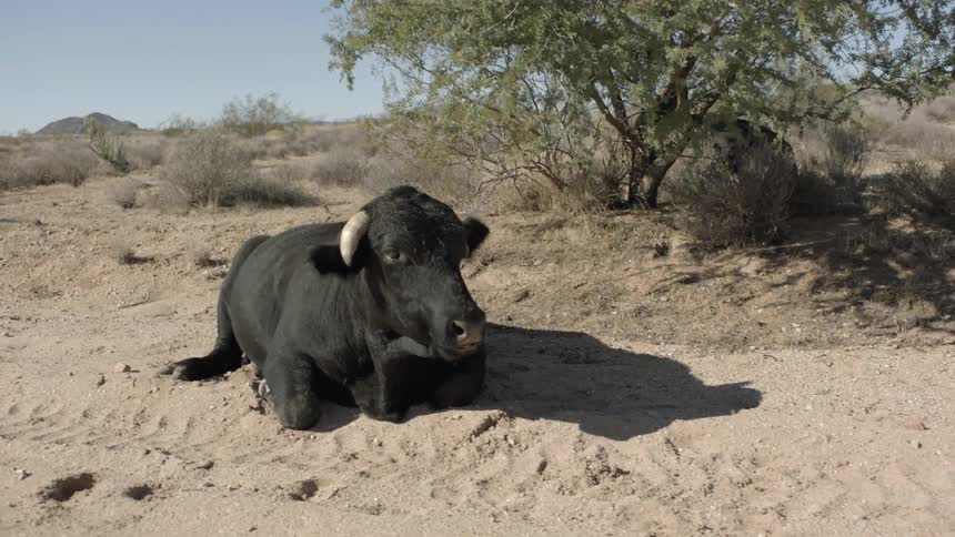An ox lays in the dirt in the desert