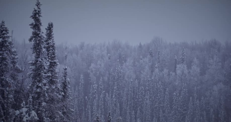 A landscape featuring a serene snowcovered forest where the trees stand adorned in a pristine blanket of snow