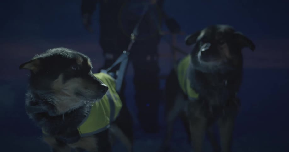 Man holding two sled dogs outdoors at night