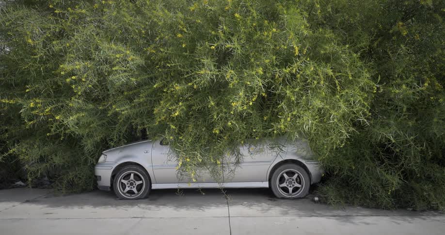 A car with flat tires hidden by plants during the day