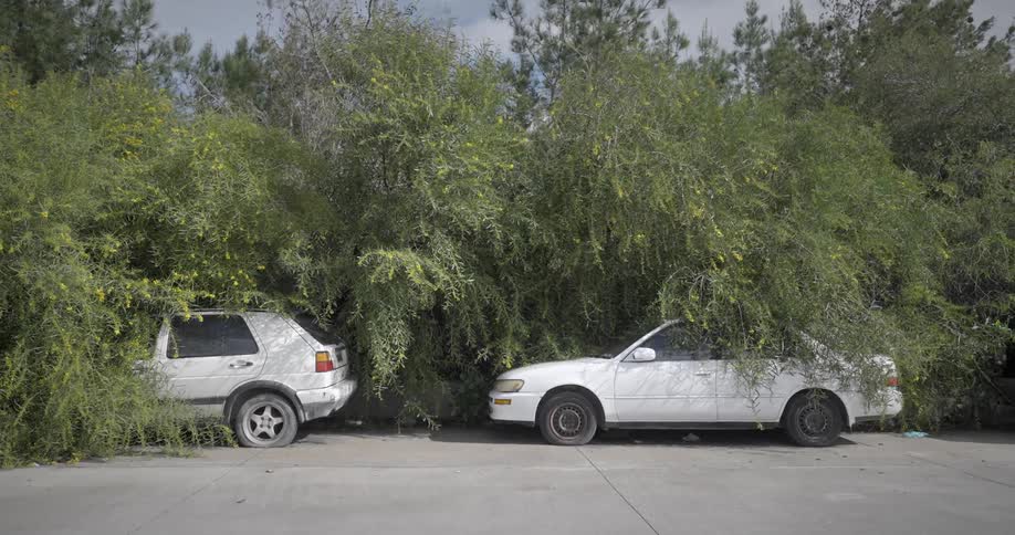 Abandoned cars parked under overgrown plants