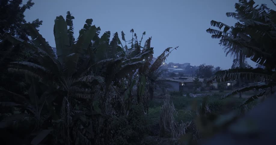 View of banana plants next to a lake with residential houses in the background at night