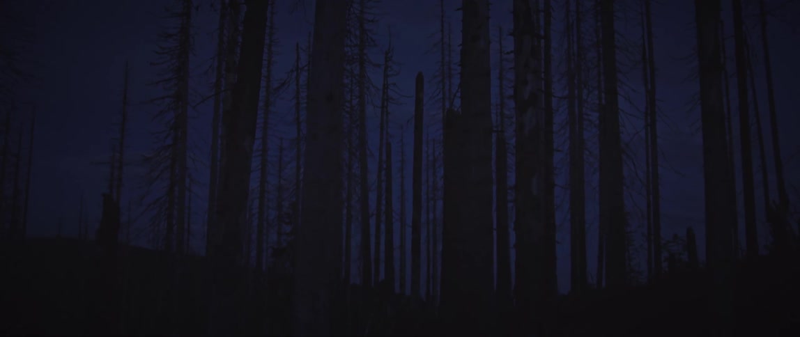 View of a leafless forest at night