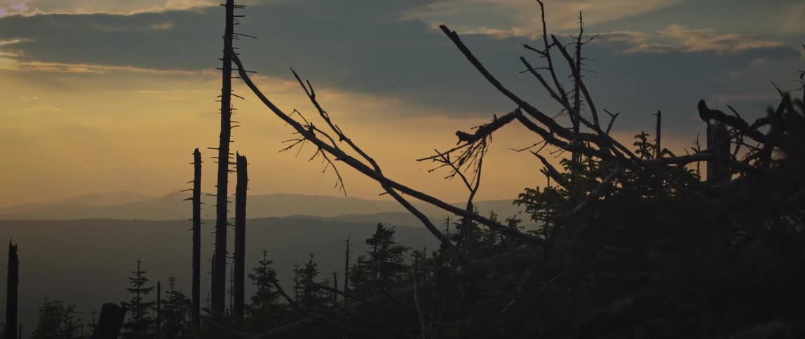 Both living and dead trees are silhouetted against a foggy mountainous landscape