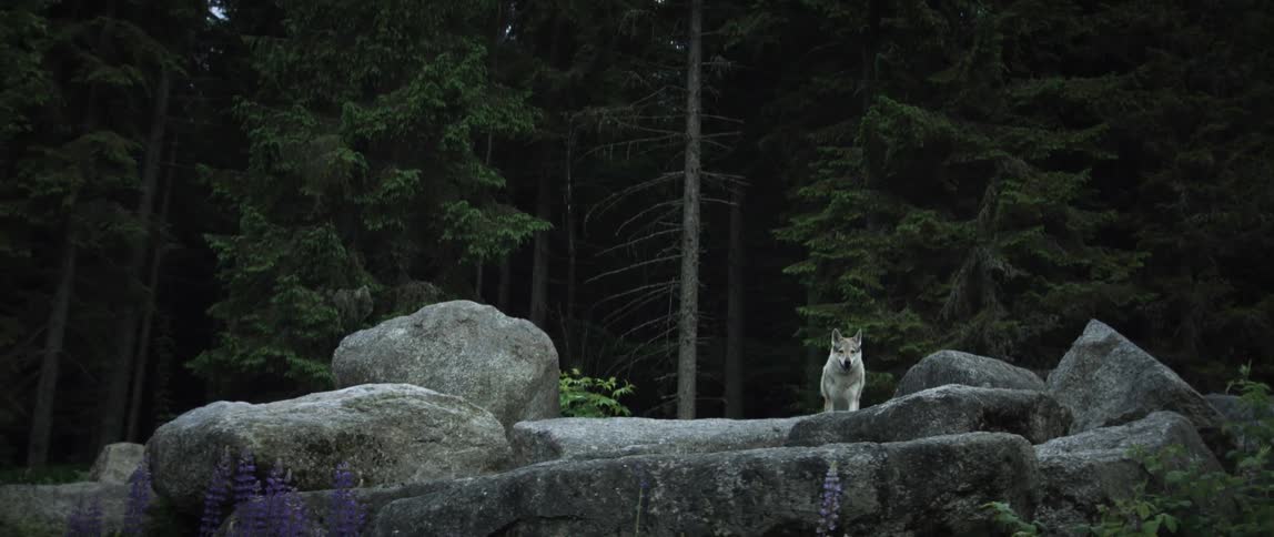 A gray wolf on a rock in the forest during the day