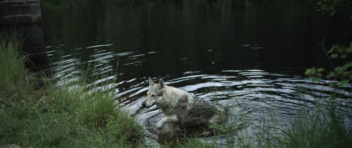 Wolf swimming and coming out of the water shaking its body and expelling the water