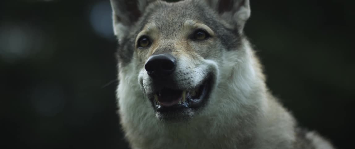 Closeup of the face of a wolf with white and gray fur opening its mouth