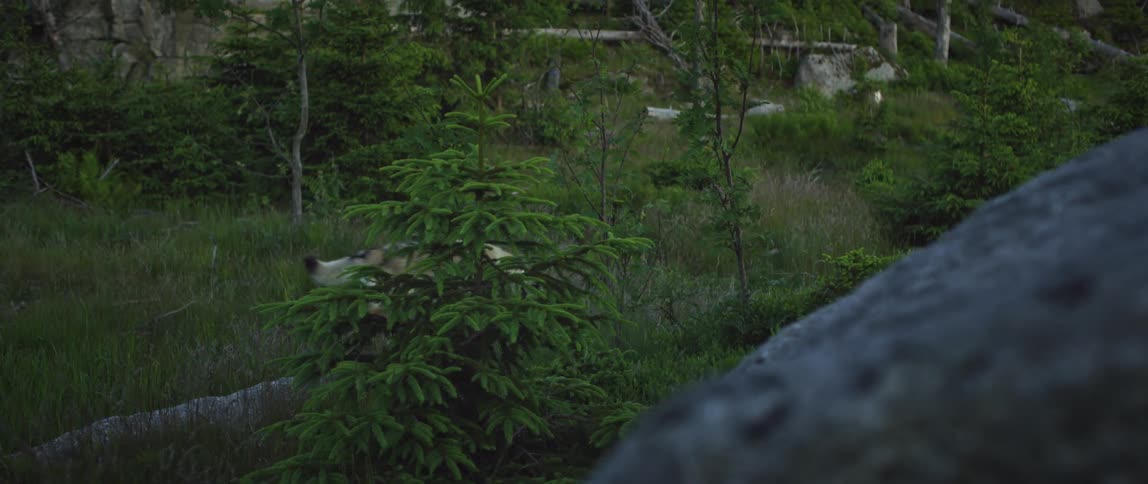 Wolf walking through a forest