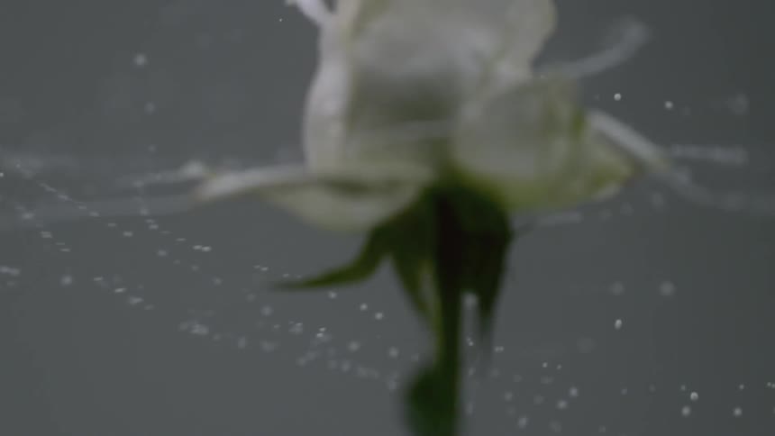 Water flies from a spinning white rose