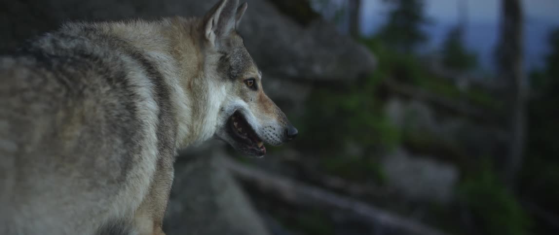 A gray wolf in the forest during dusk