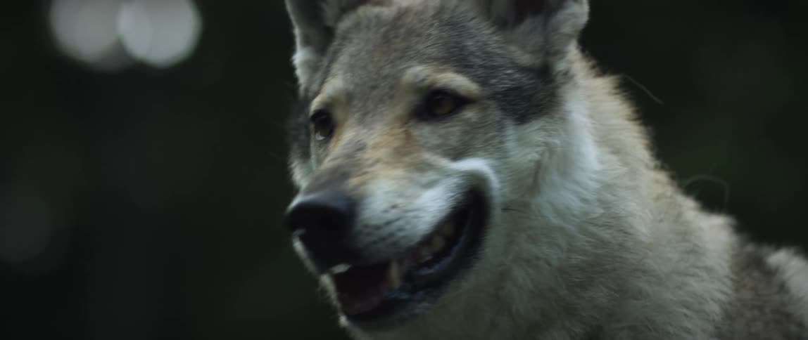 Closeup on a wolfs face