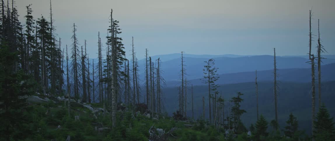 A forest with pine trees with mountains in the background at dusk