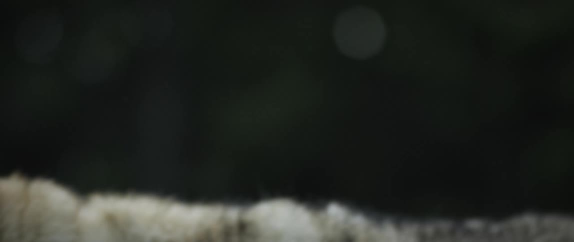 A wolf walks off to the side
