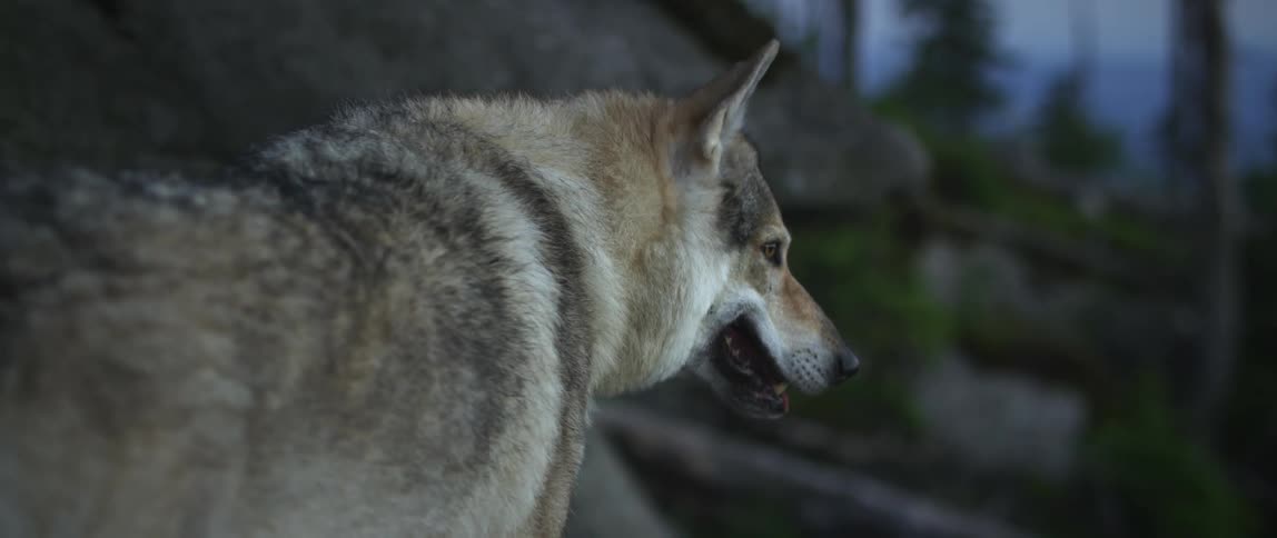 Close up of czechoslovakian wolfdog