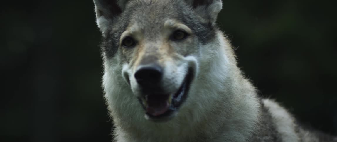 A wolf is looking around outside