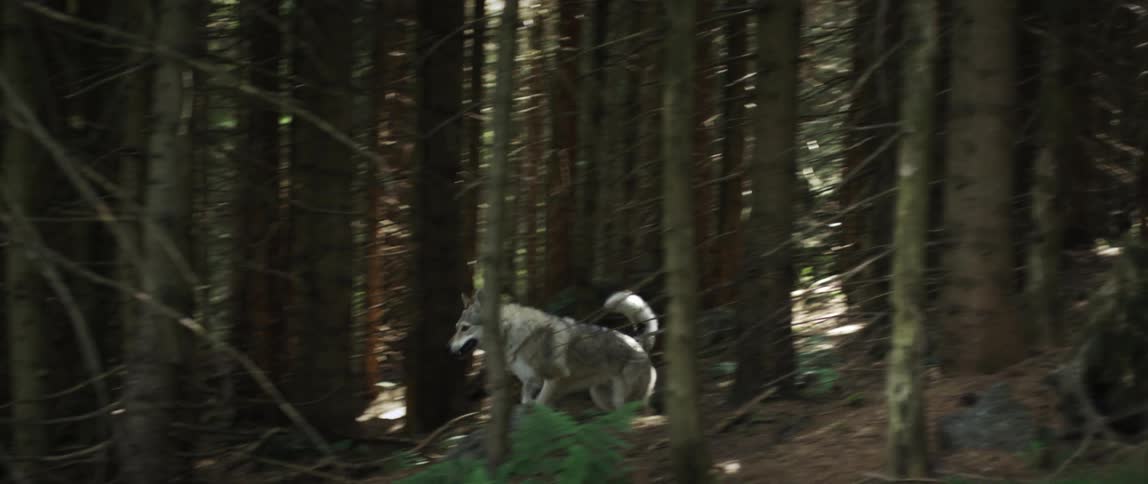 A wolf running in a forest during the day