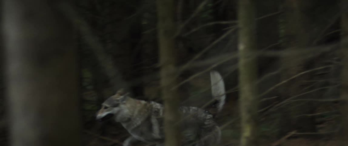 Wolf running in the forest