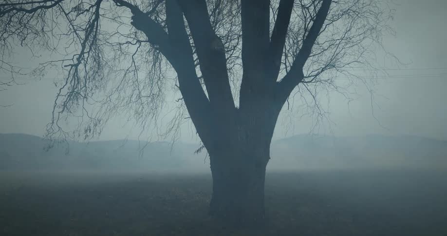 A barren tree stands alone in a foggy field creating a haunting yet serene image against the misty backdrop