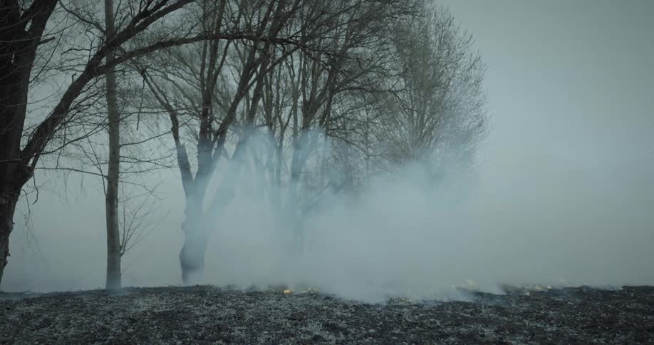 A vehicle races past a thick cloud of white smoke rolling out from flames burning the ground near trees