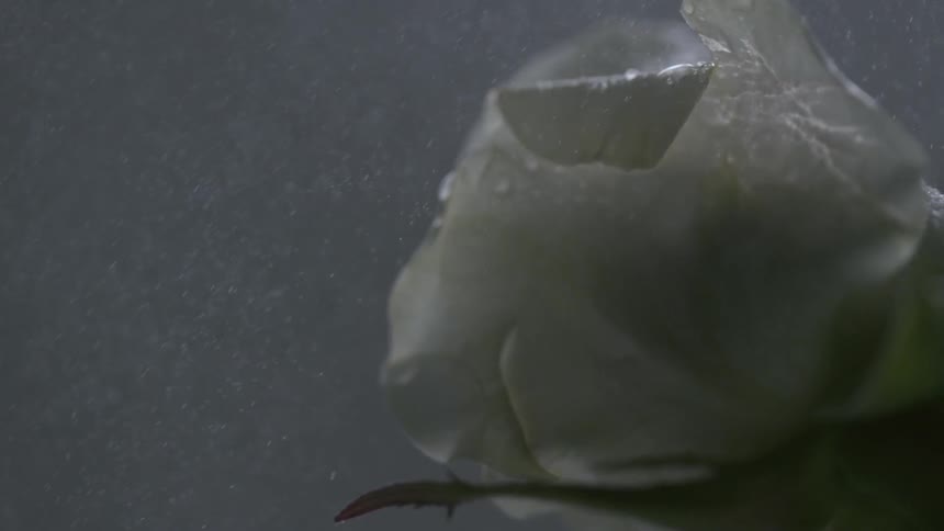 Water sprays on a white flower