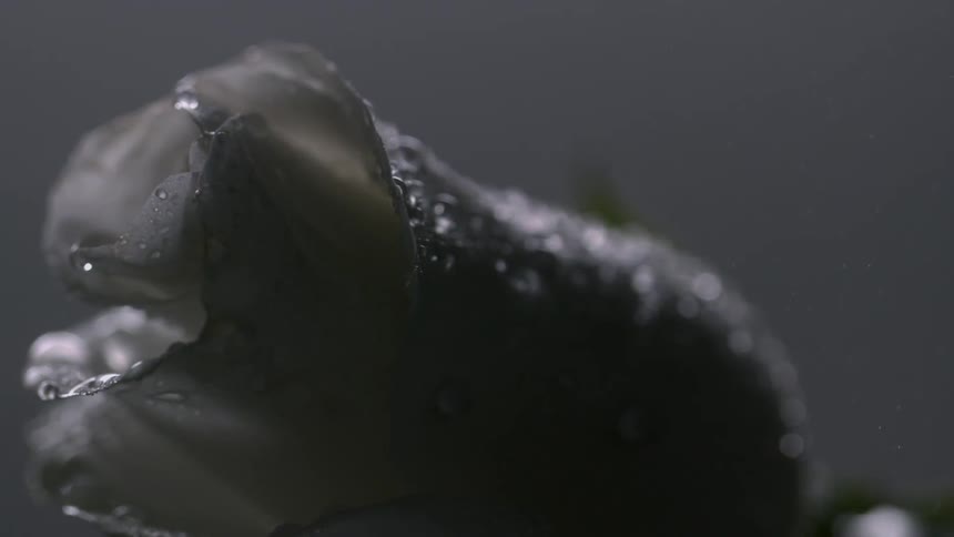 A close up of a wet flower