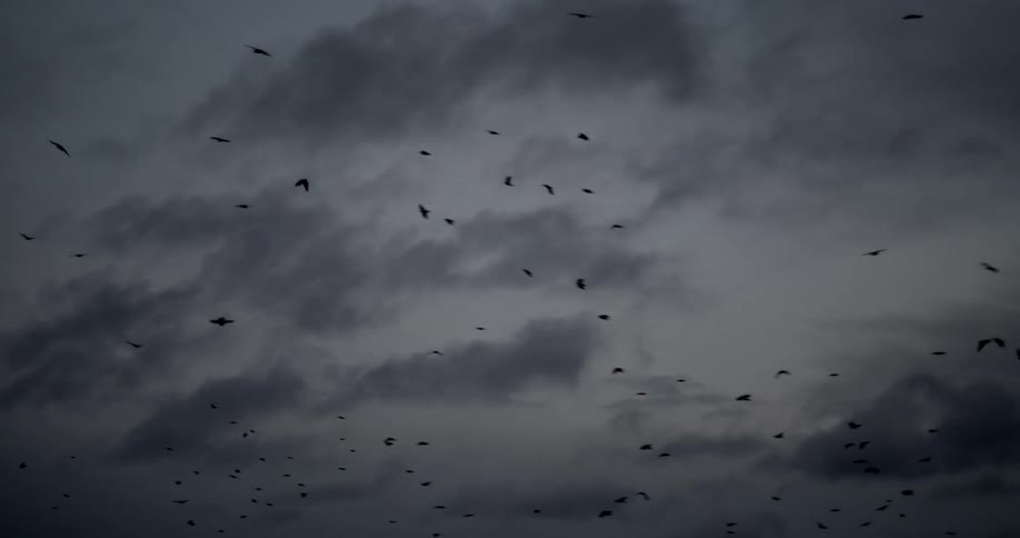 A flock of birds flying is silhouetted against the sky