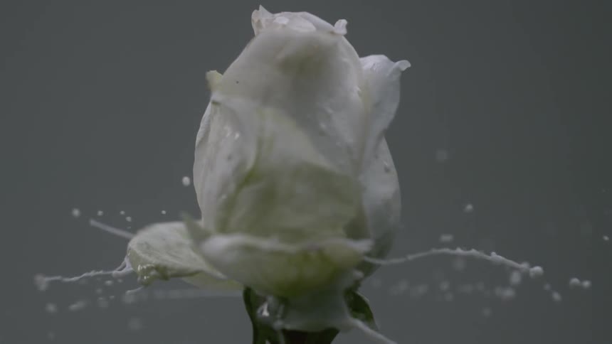 A wet flower is being spun
