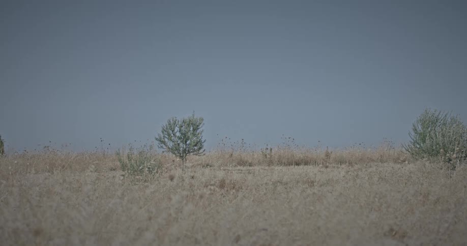A clip of an open grassland