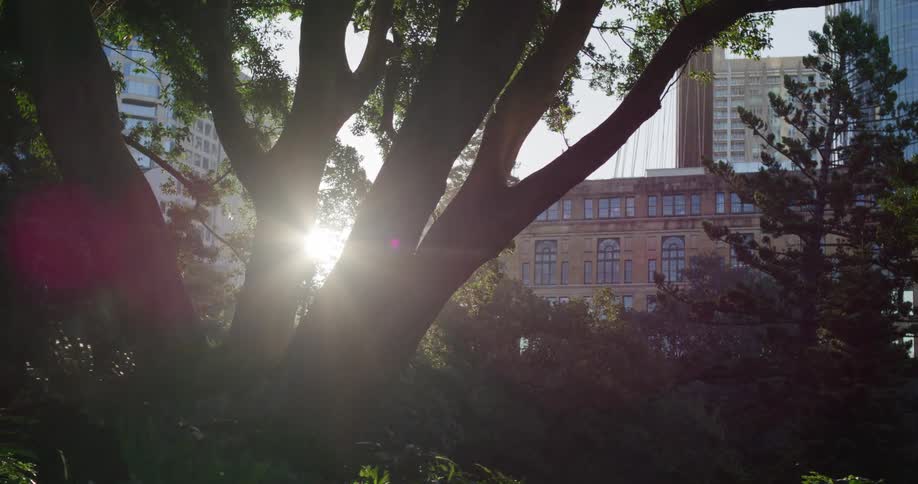 View of trees next to a metropolis with a solar flare