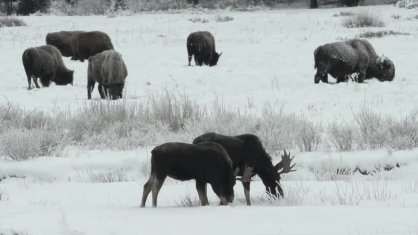 A group of bison and moose are grazing in a snowy field