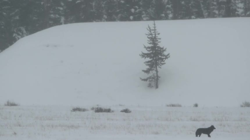 A wolf walking in a foggy and snowy landscape