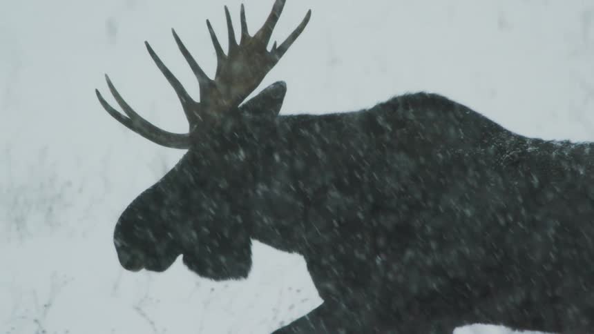 Moose walks through snow in winter