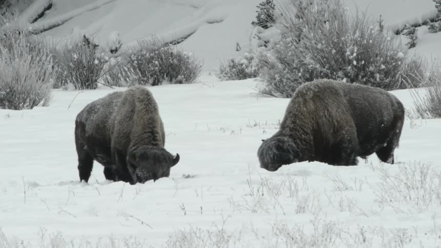 Two bison with their faces digging into the snow covered ground