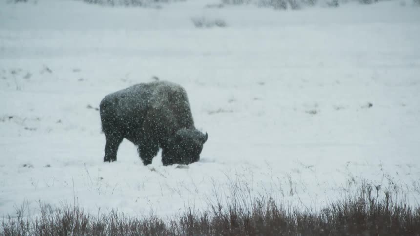 A single bison grazing during snowfall