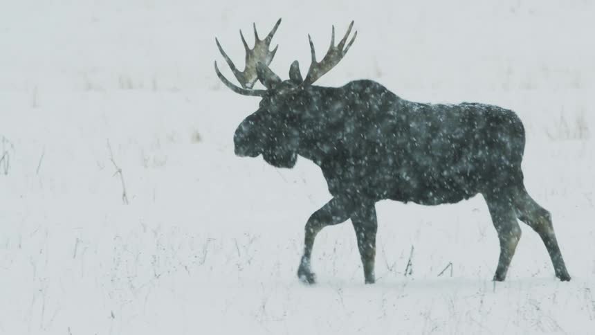 Lone moose walks through snow covered landscape