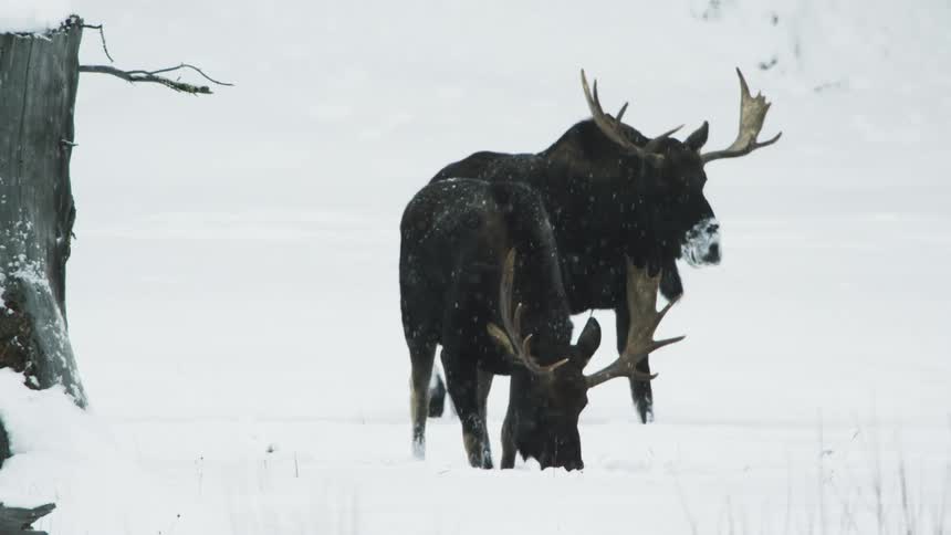 2 bull moose walking through a snowy landscape