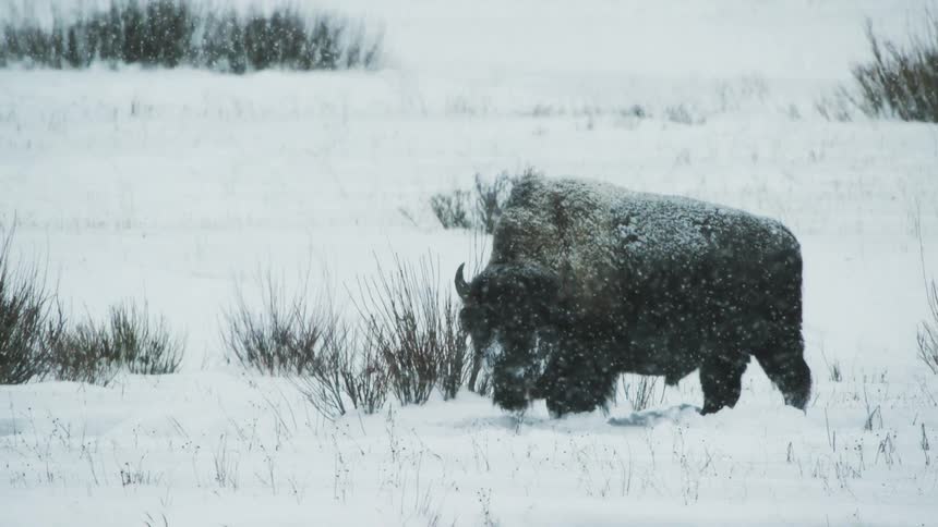 A bison looking around during a snowstorm
