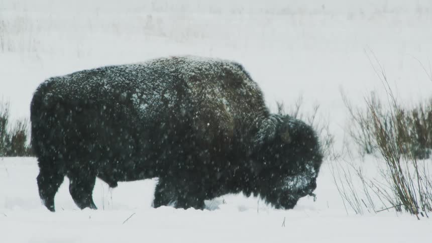 Snow collects on fur of american buffalo during a winter snowfall