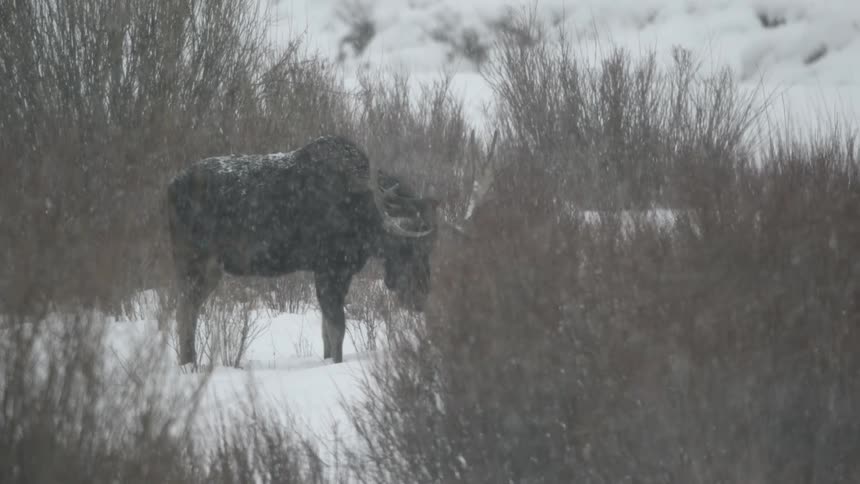 A moose grazing during a heavy snowfall