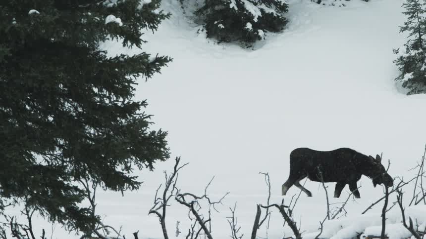A moose is walking through a snow storm