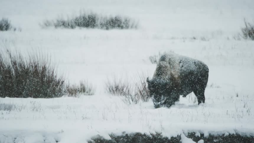 A bison grazing in slow motion during a snowstorm