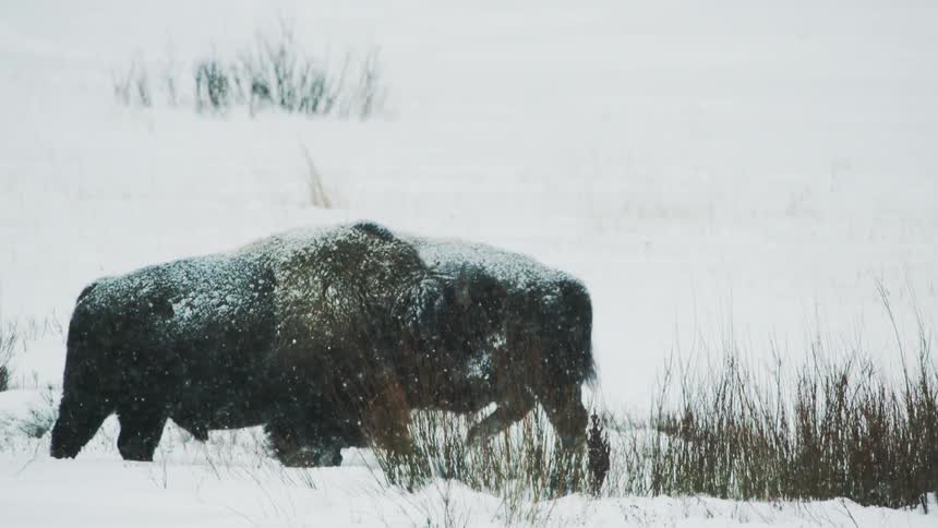 Two bison in the snow